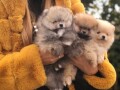 pomeranski-spic-pomeranac-boo-small-0