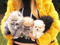 pomeranski-spic-pomeranac-boo-small-1