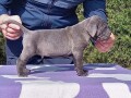 cane-corso-stenci-sive-boje-small-0