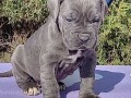 cane-corso-stenci-sive-boje-small-4