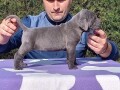 cane-corso-stenci-sive-boje-small-1