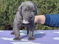 cane-corso-stenci-sive-boje-small-3