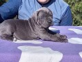 cane-corso-stenci-sive-boje-small-2