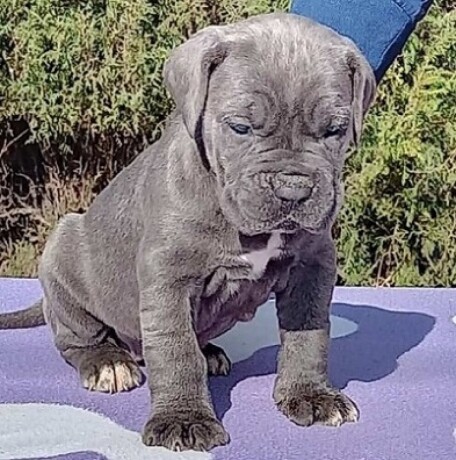 cane-corso-stenci-sive-boje-big-4