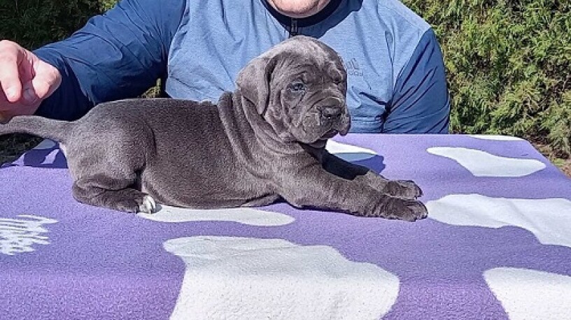 cane-corso-stenci-sive-boje-big-2