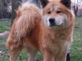 americka-akita-2-odrasle-zenke-small-1