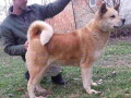 americka-akita-2-odrasle-zenke-small-0