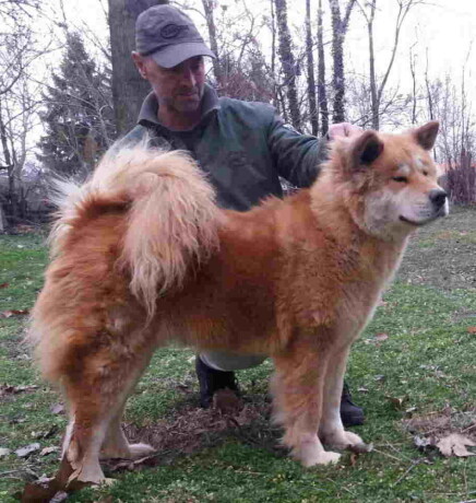 americka-akita-2-odrasle-zenke-big-2