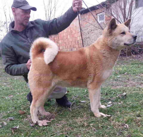 americka-akita-2-odrasle-zenke-big-0