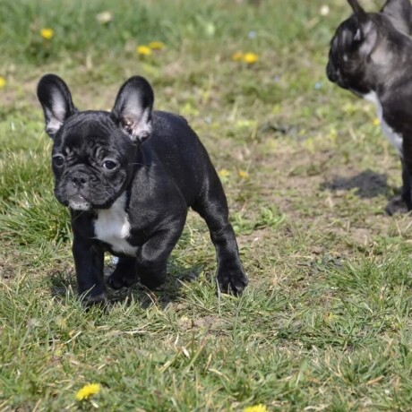 francuski-buldog-odlicne-genetike-big-4