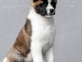 americka-akita-small-0