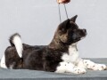 americka-akita-small-4