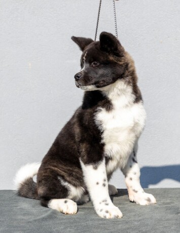 americka-akita-big-3