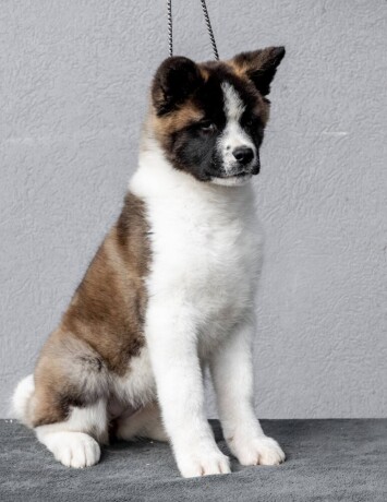 americka-akita-big-0