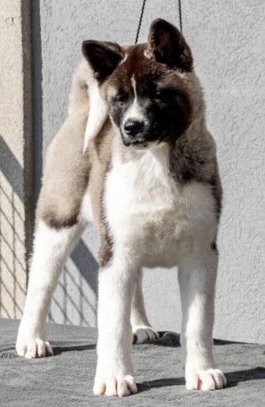 americka-akita-big-2