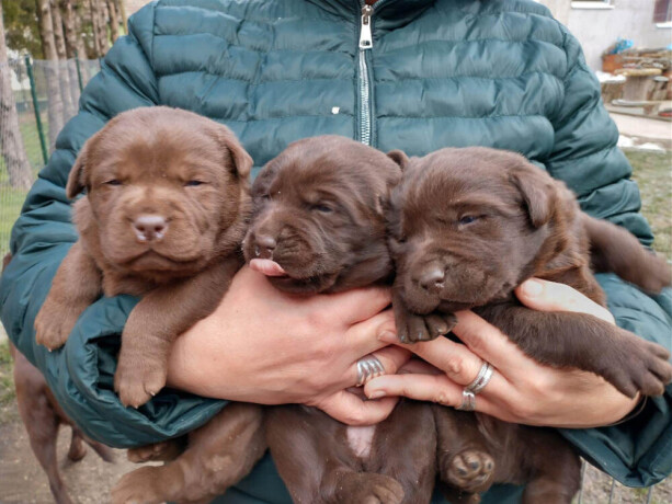 cokoladni-labradori-vrhunskog-porekla-big-0