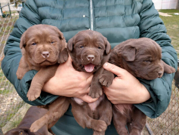 cokoladni-labradori-vrhunskog-porekla-big-2