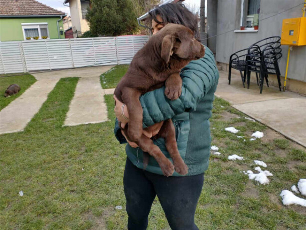 cokoladni-labradori-vrhunskog-porekla-big-3