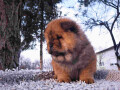 chow-chow-muski-stenci-na-prodaju-small-0