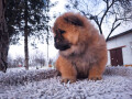 chow-chow-muski-stenci-na-prodaju-small-3