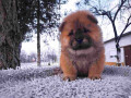 chow-chow-muski-stenci-na-prodaju-small-1