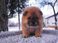 chow-chow-muski-stenci-na-prodaju-small-2