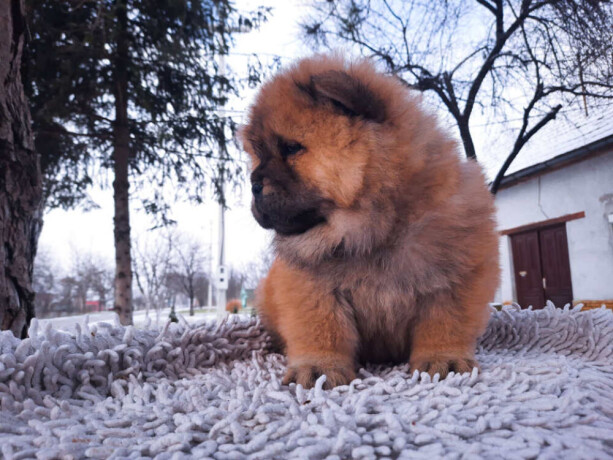 chow-chow-muski-stenci-na-prodaju-big-3