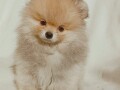 pomeranac-musko-stene-small-0