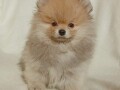 pomeranac-musko-stene-small-1