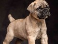 odgajivacnica-bullmastiff-a-home-of-guardians-small-3