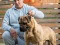 odgajivacnica-bullmastiff-a-home-of-guardians-small-1