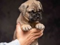 odgajivacnica-bullmastiff-a-home-of-guardians-small-2