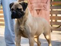 odgajivacnica-bullmastiff-a-home-of-guardians-small-0