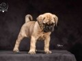 odgajivacnica-bullmastiff-a-home-of-guardians-small-4