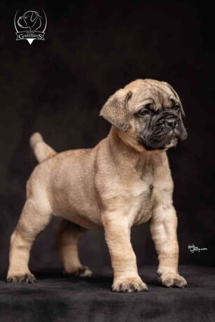 odgajivacnica-bullmastiff-a-home-of-guardians-big-3