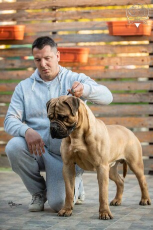 odgajivacnica-bullmastiff-a-home-of-guardians-big-1