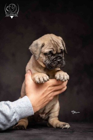 odgajivacnica-bullmastiff-a-home-of-guardians-big-2