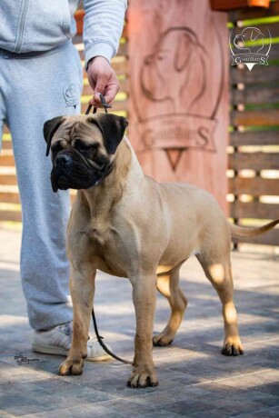 odgajivacnica-bullmastiff-a-home-of-guardians-big-0