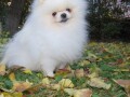 pomeranski-spic-small-3