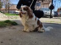 cavalier-king-charles-spaniel-small-3