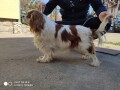 cavalier-king-charles-spaniel-small-0