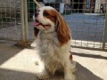 cavalier-king-charles-spaniel-small-2