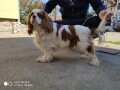 cavalier-king-charles-spaniel-small-4