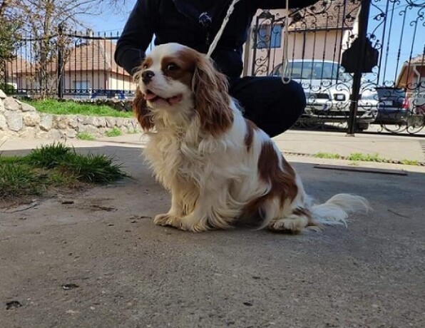 cavalier-king-charles-spaniel-big-3