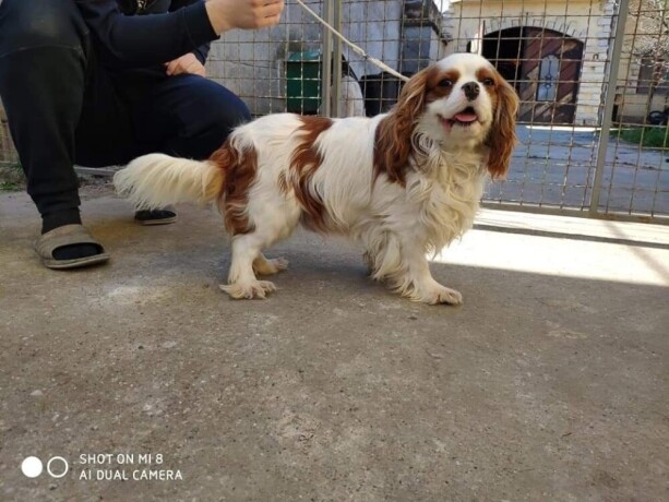 cavalier-king-charles-spaniel-big-1