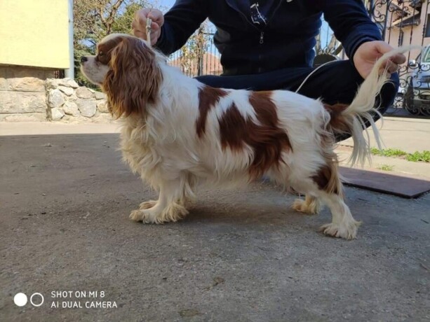 cavalier-king-charles-spaniel-big-0