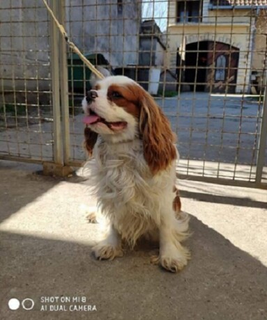 cavalier-king-charles-spaniel-big-2