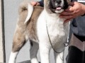 americka-akita-small-3