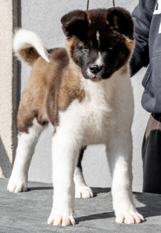 americka-akita-big-2