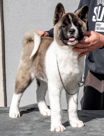 americka-akita-big-3